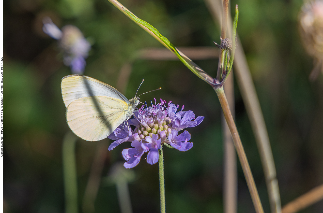 Kleiner Kohlweißling