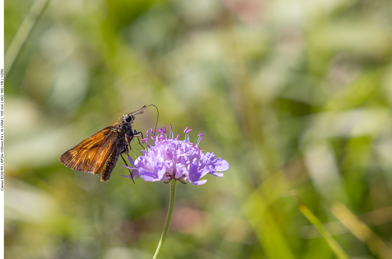 Evtl. ein Brauner Eichen-Zipfelfalter?
