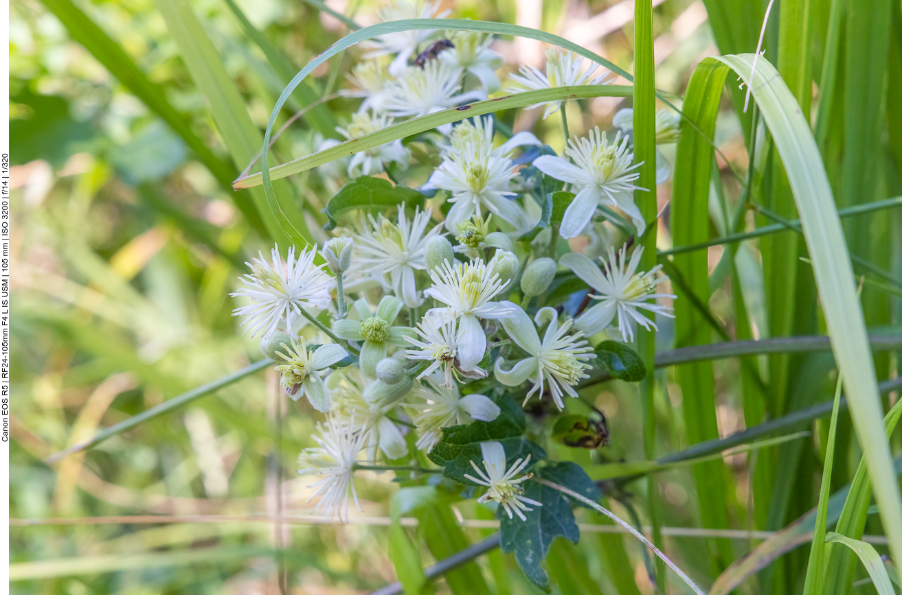 Gewöhnliche Waldrebe [Clematis vitalba]