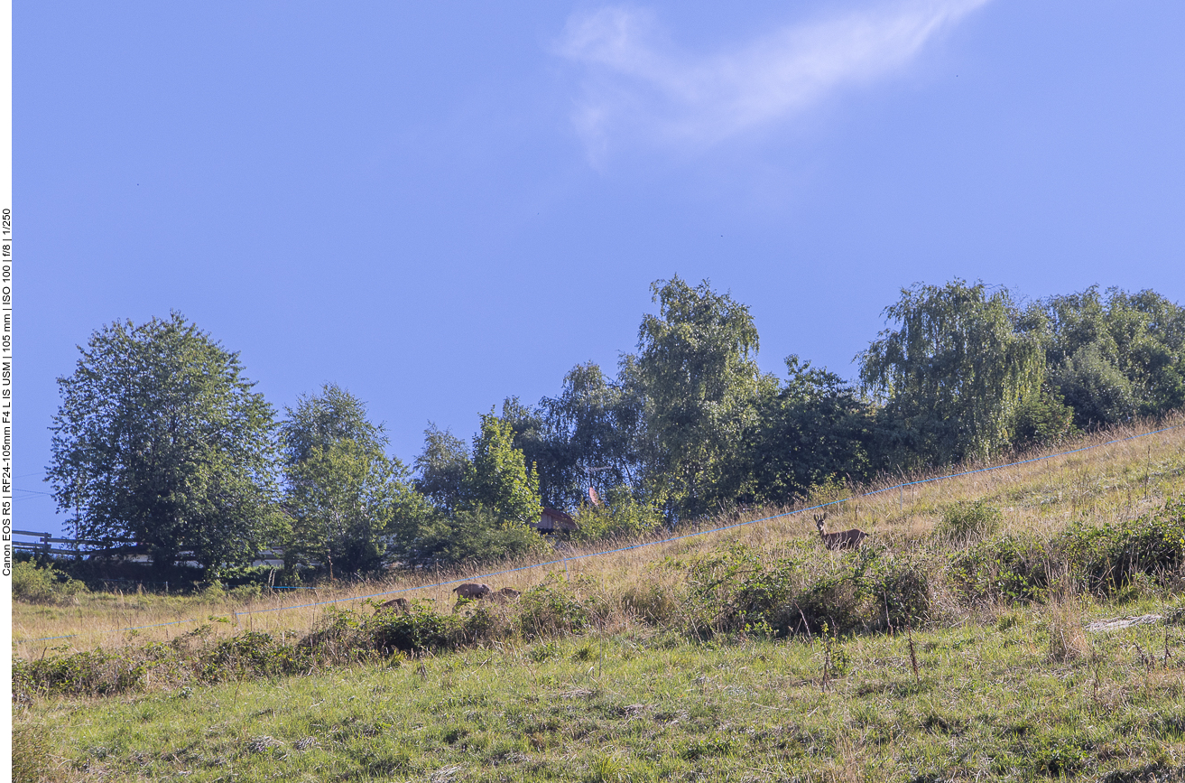 Leider hatte ich kein Tele dabei :-(