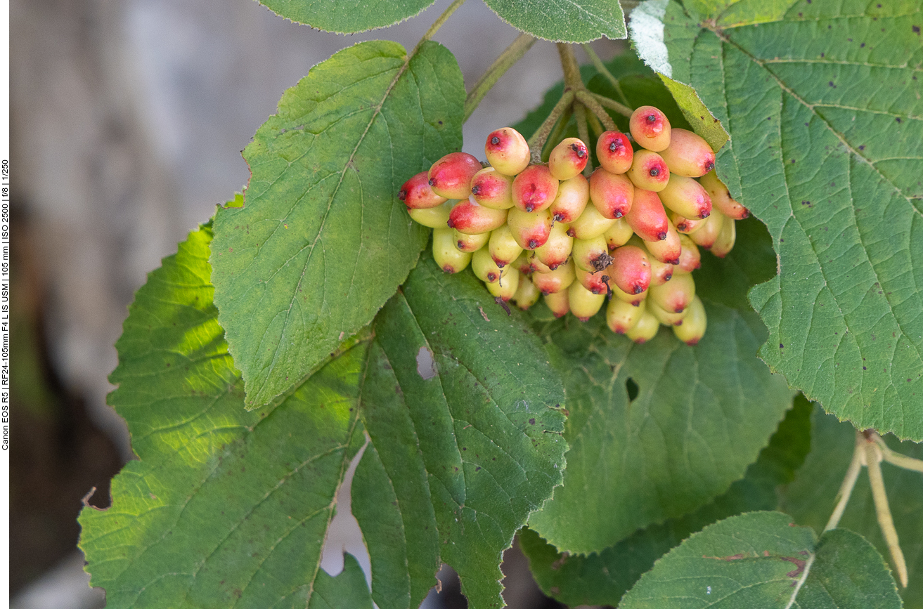 Wolliger Schneeball [Viburnum lantana]