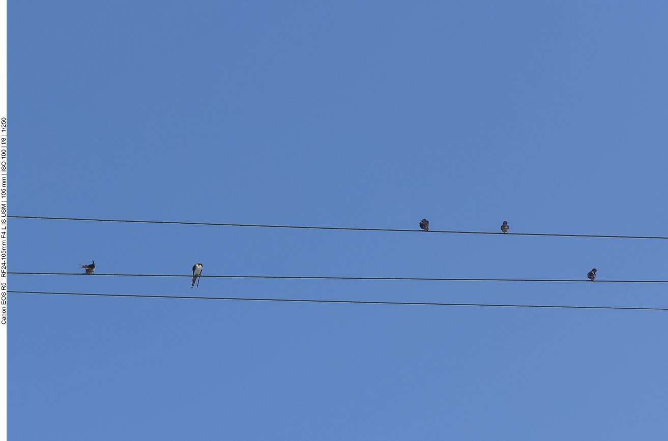 Wir werden von Schwalben beobachtet ;-)