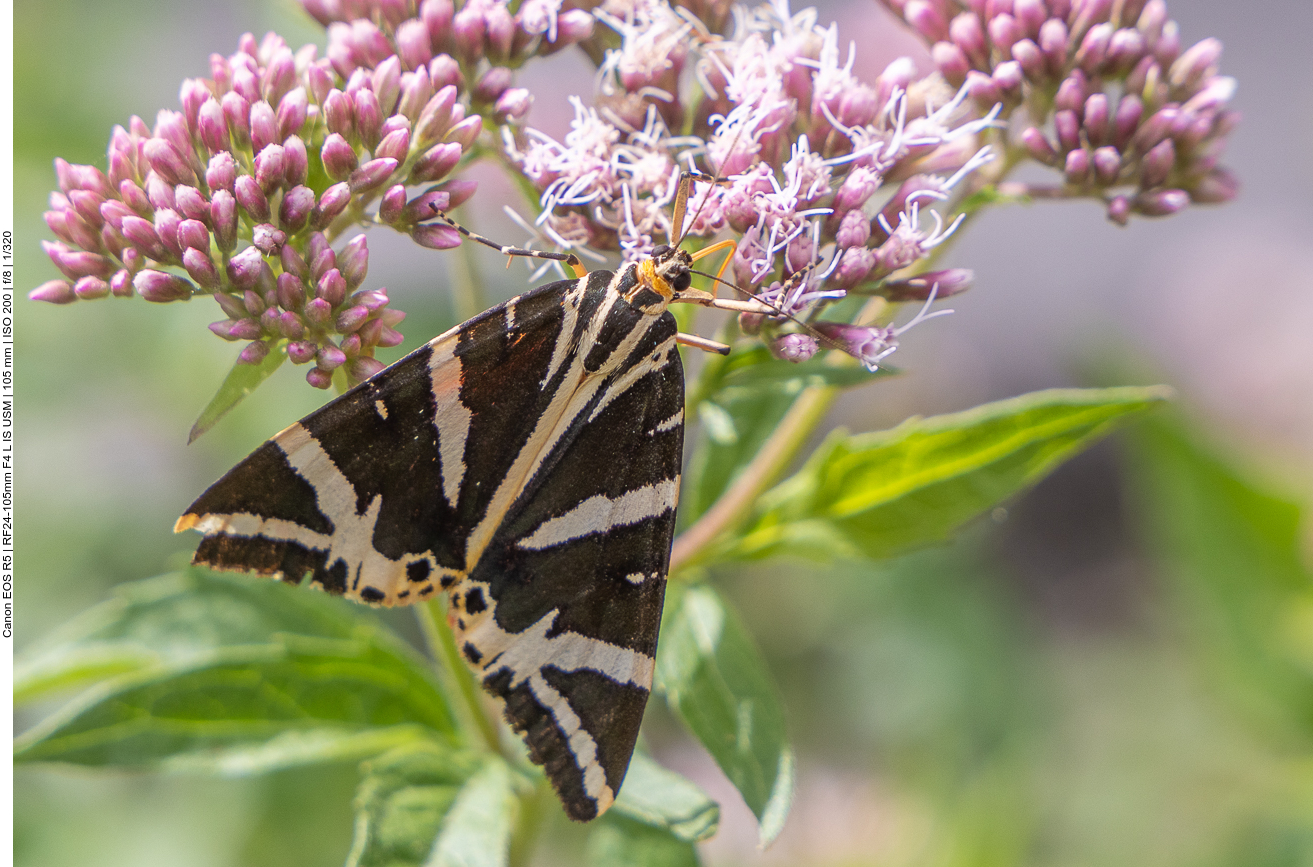 Russischer Bär auf Wasserdost [Eupatorium cannabinum]