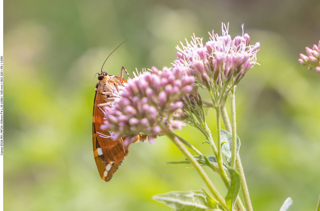 Russischer Bär auf Wasserdost [Eupatorium cannabinum]