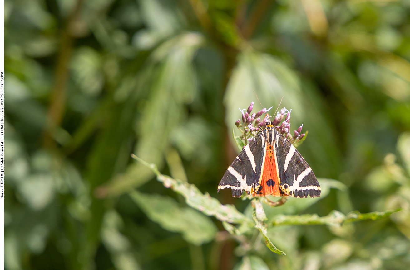 Nochmals ein Blick auf Bassano del Grappa