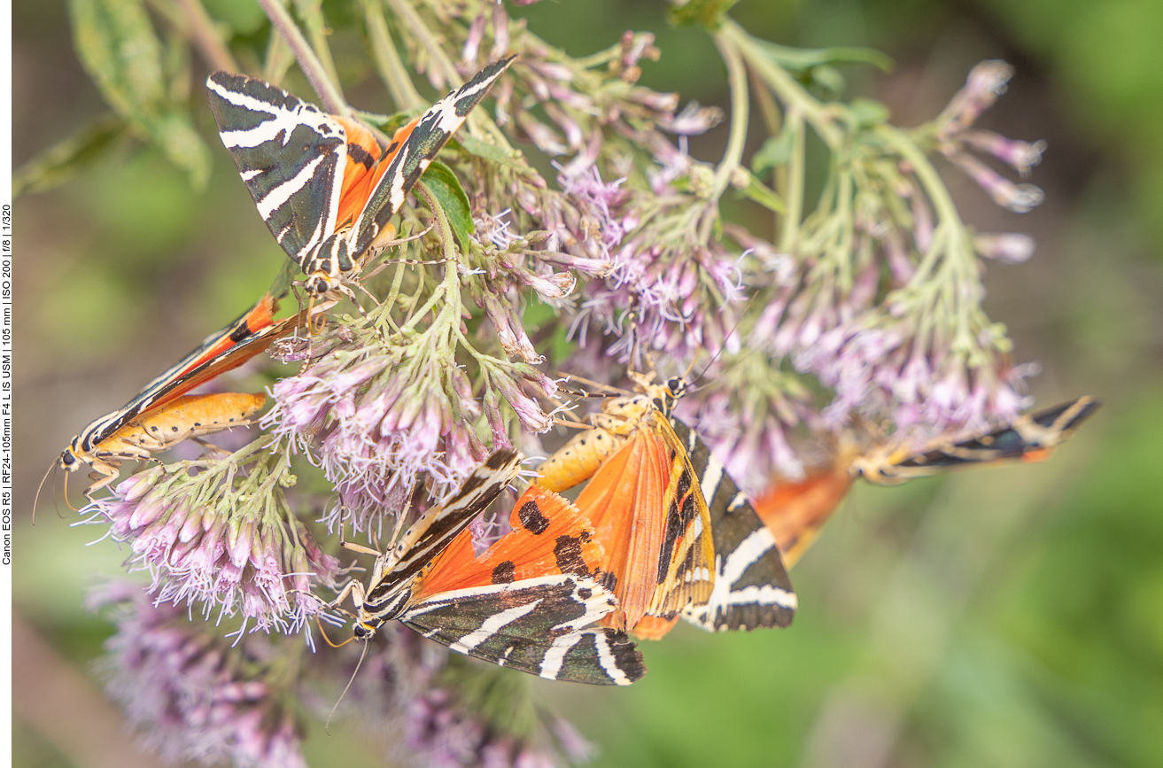 Viele Russische Bären auf Wasserdost [Eupatorium cannabinum]