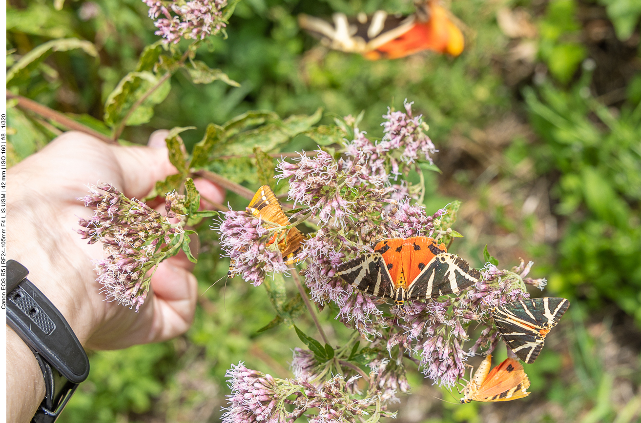 Viele Russische Bären auf Wasserdost [Eupatorium cannabinum]