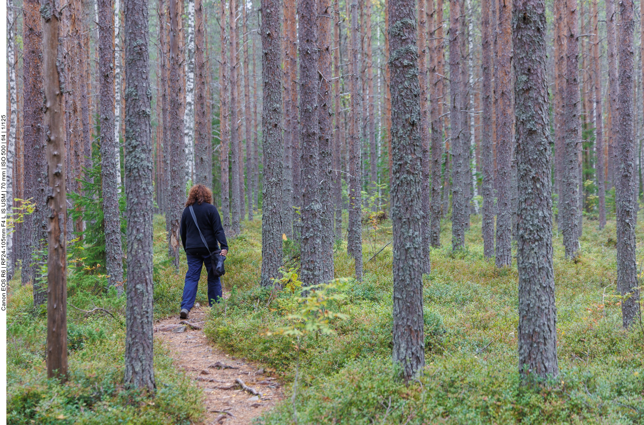 Schmaler Pfad durch den Wald