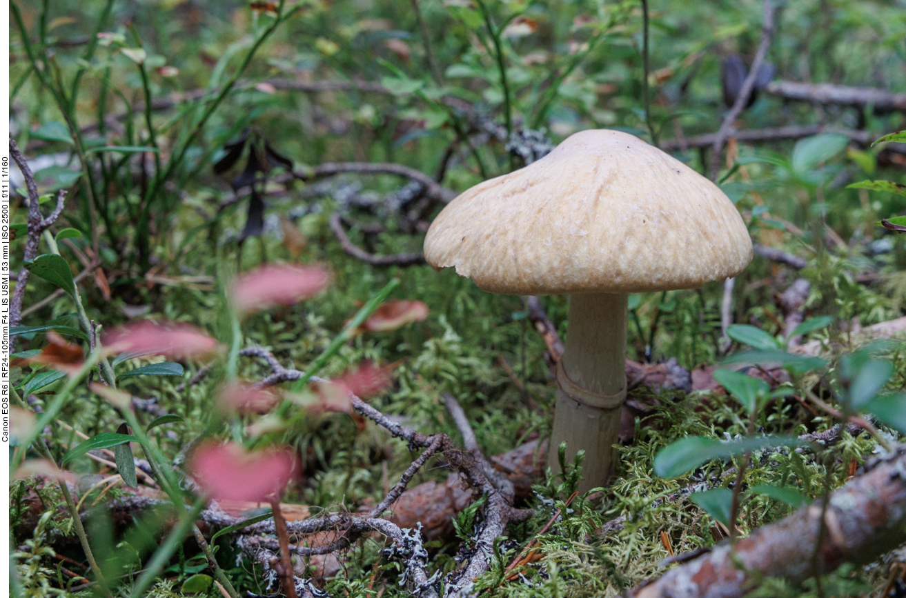 Pilze finden sich auch zwischen den Gehölzen