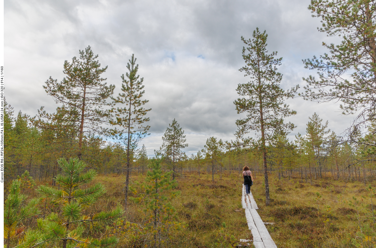 Der Baumbestand wird etwas lichter