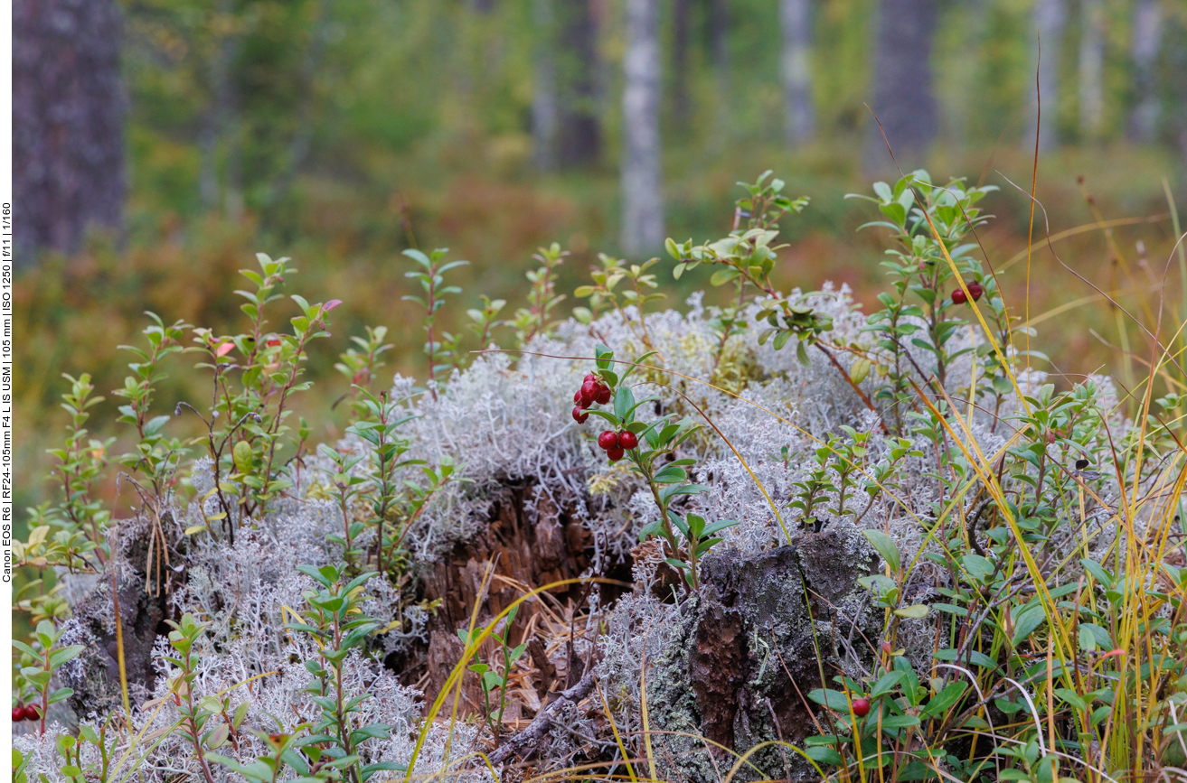 ... wachsen überall die verschiedensten Beeren, hier wieder Preiselbeeren