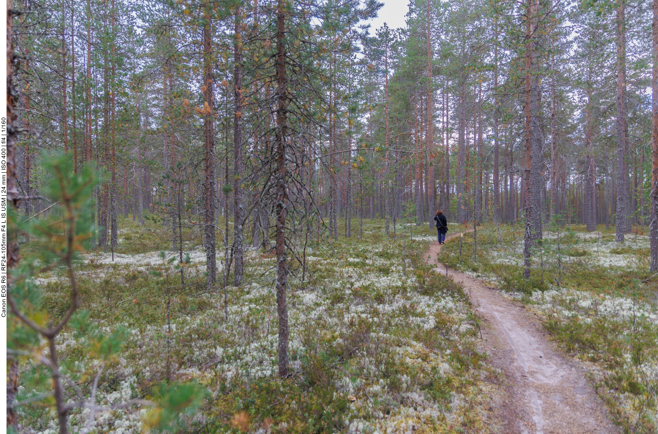 Auf dem mit flechtenübersätem Boden ...