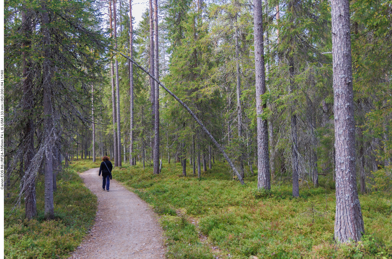 Breiter Waldweg zwischen Beerensträuchern
