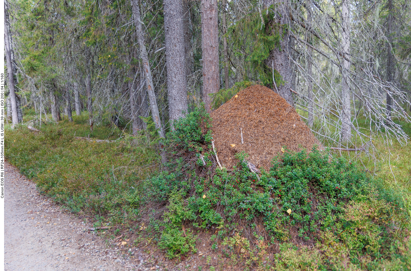 Überall stehen riesige Ameisenhaufen, ca. 1,5 Meter hoch