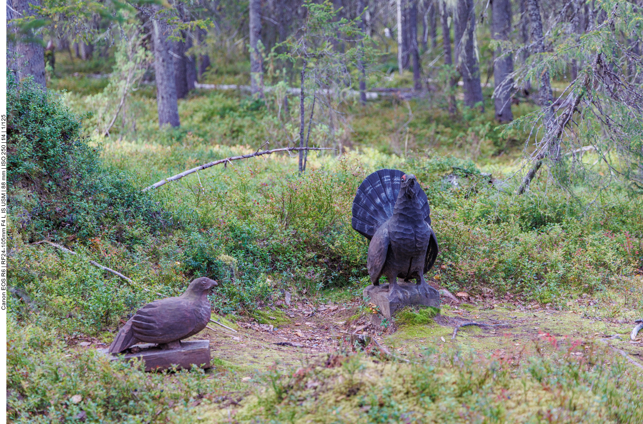 Due Auerhühner sind leider nur aus Holz