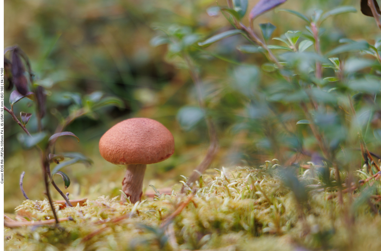 Pilz zwischen Flechten