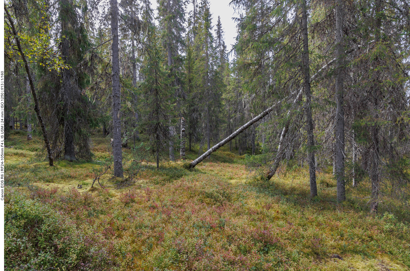 Heidelbeersträucher