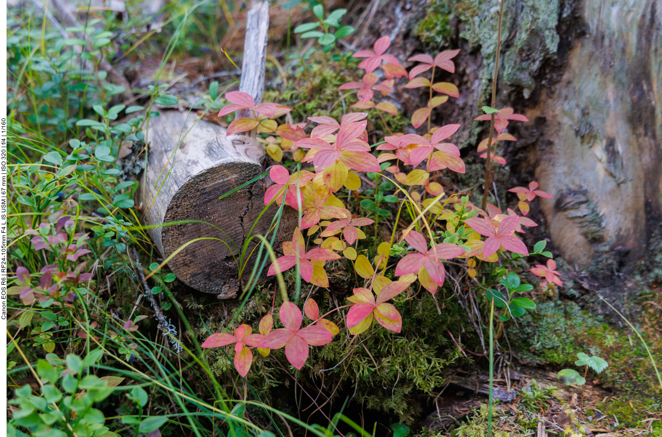 Schwedischer Hartriegel [Cornus suecica]
