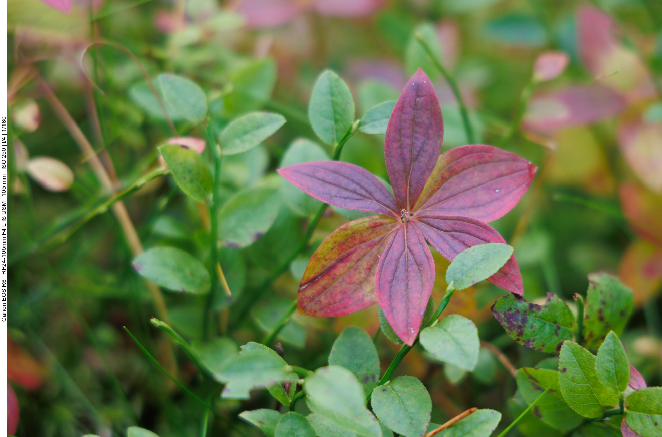 Schwedischer Hartriegel [Cornus suecica]