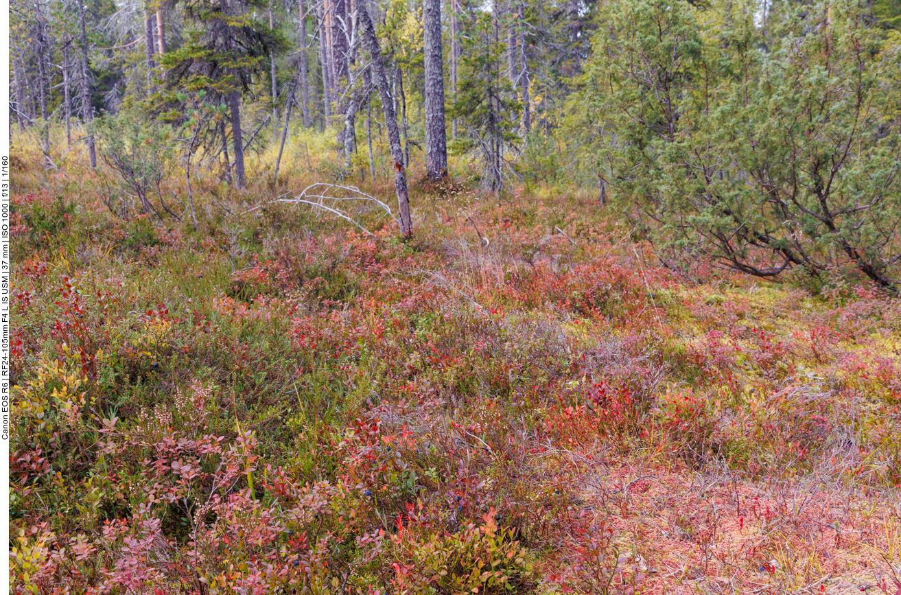 Heidel- und Preiselbeeren