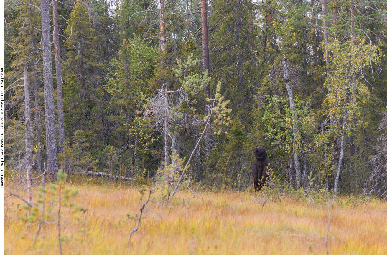 Zum Glück ist der nur aus Holz, obwohl wir gerne Bären sehen würden