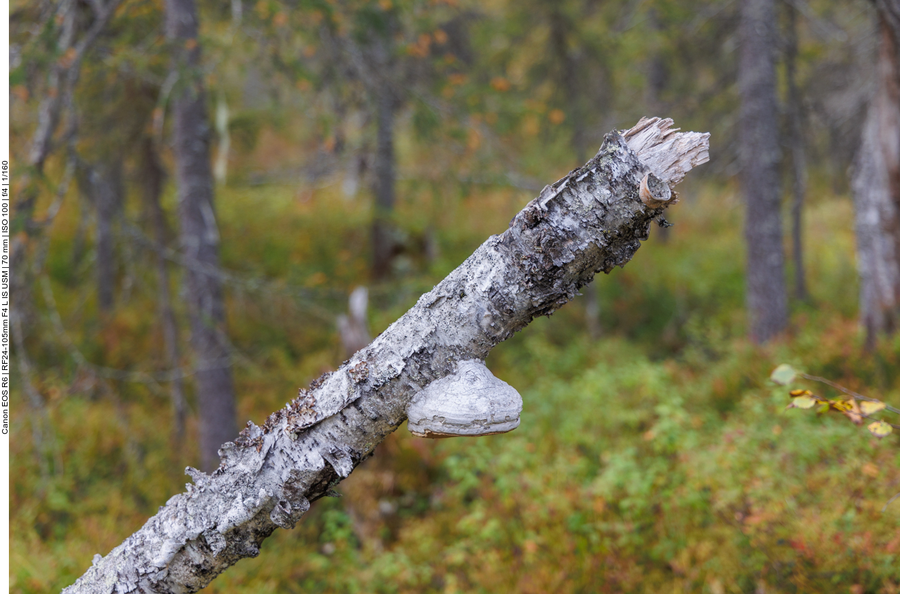 Baumpilze hängen an allen abgestorbenen Stämmen und Ästen