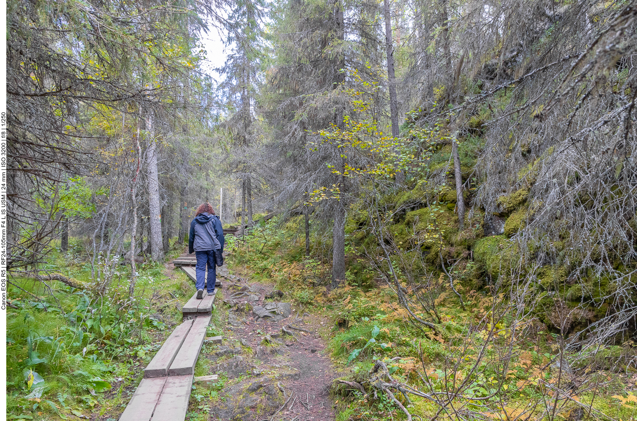 Der Holzbohlenweg führt ...