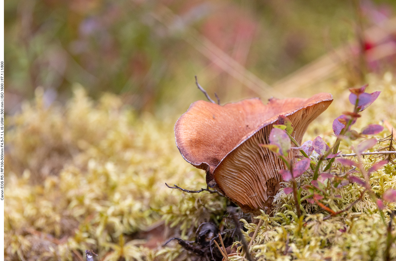 Pilz zwischen Flechten