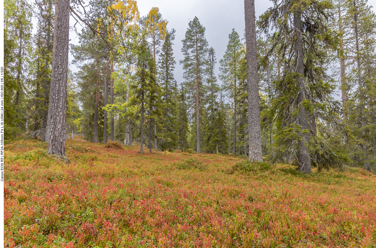 Heidelbeer- und Preiselbeerbüsche