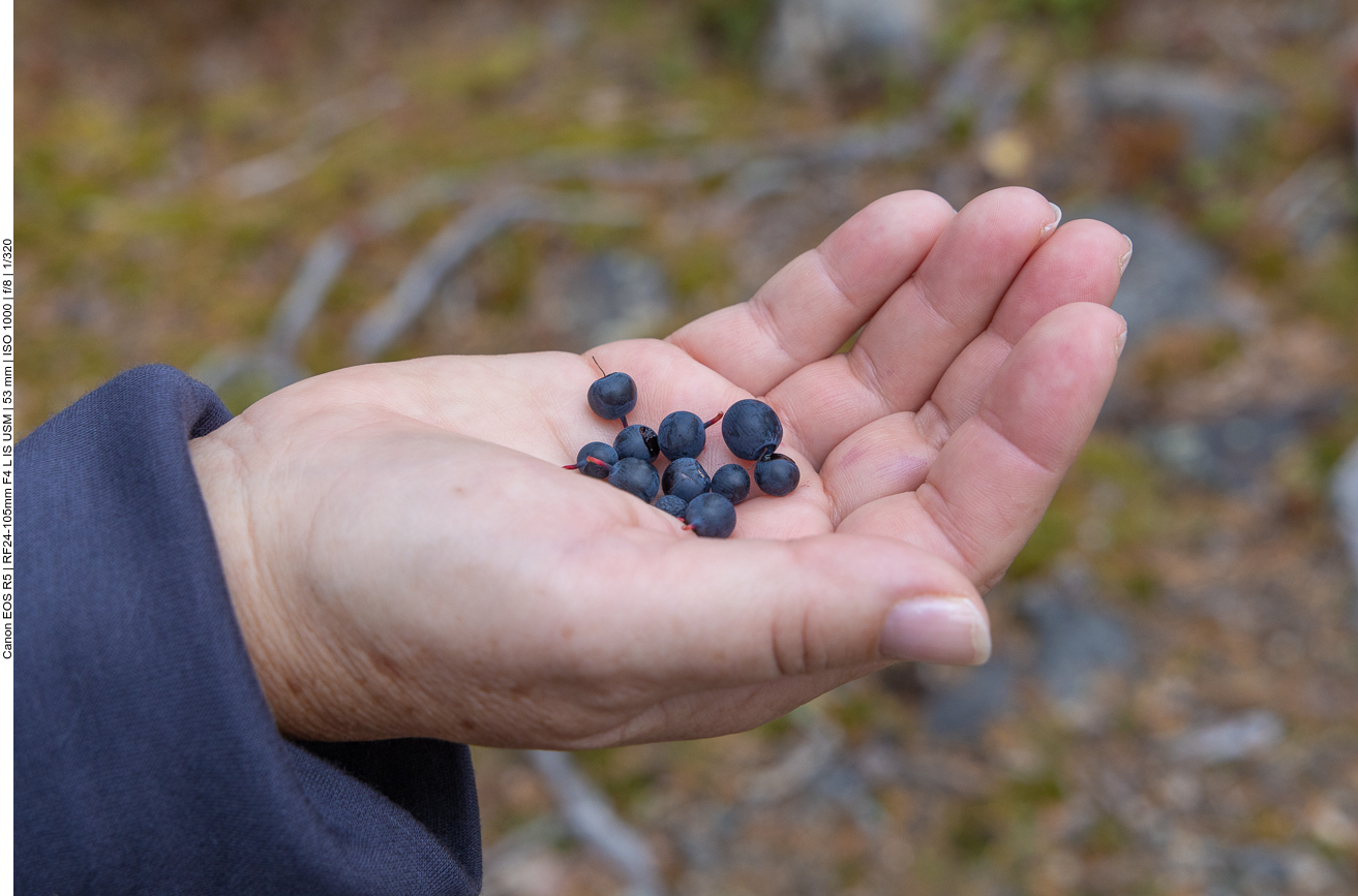 Die Heidelbeeren lassen wir uns schmecken