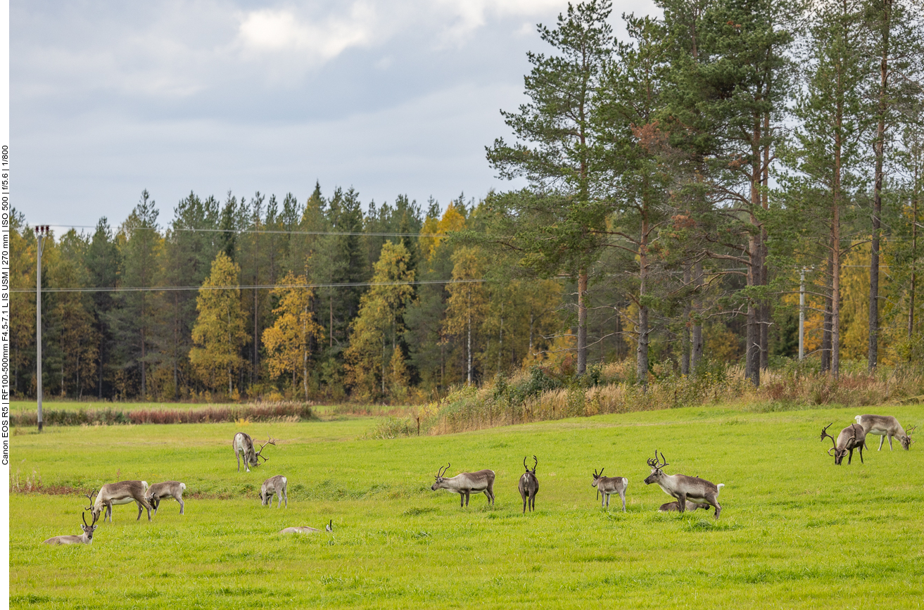 ... finden wir noch einige Rentiere auf einer Wiese