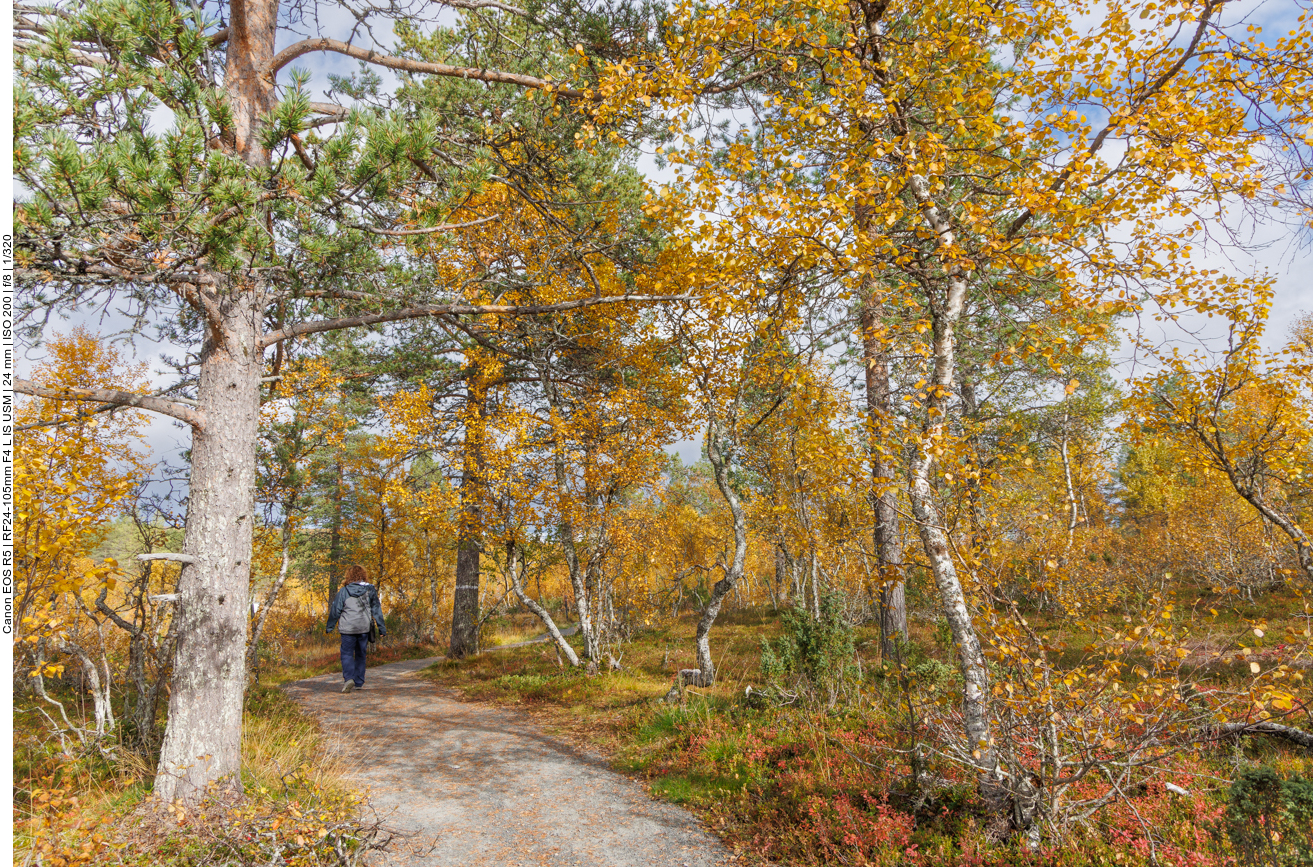 Durch einen lichten Wald geht es den Berg hinauf