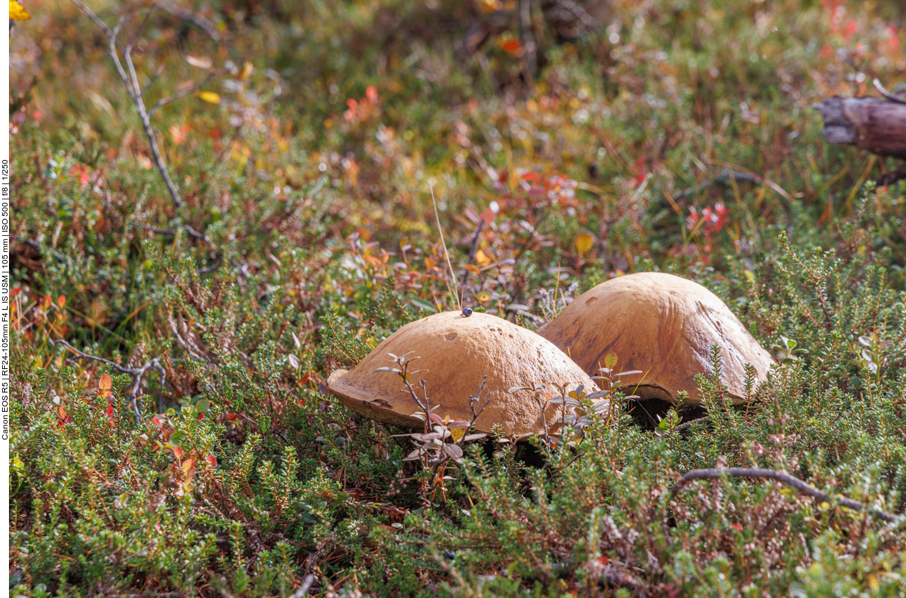 Riesengroße Pilze finden sich überall am Boden