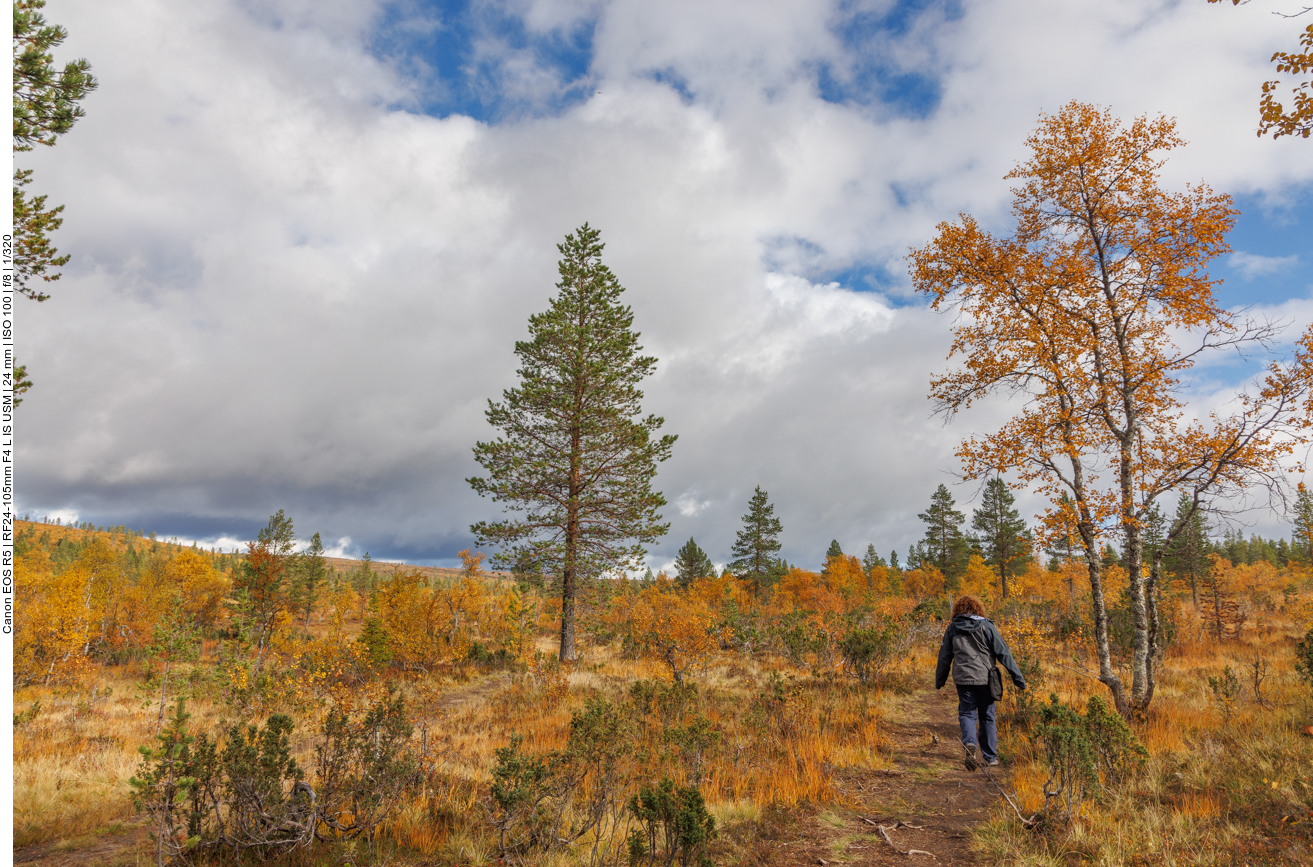 Die Bäume werden kleiner