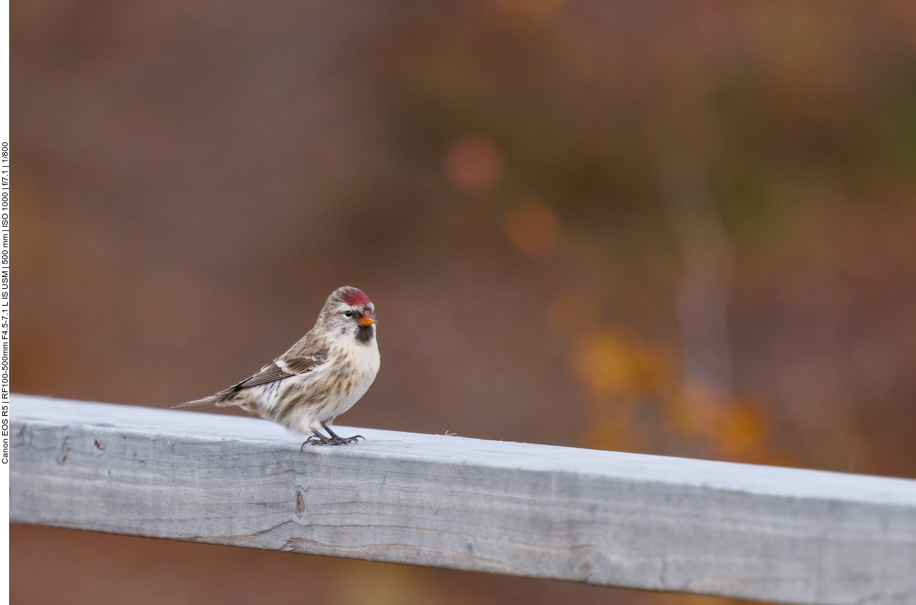 Birkenzeisig Männchen