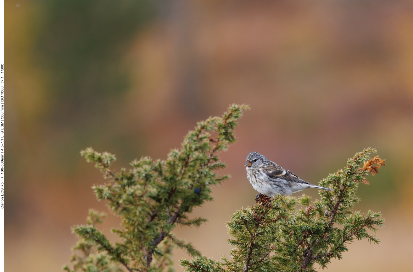 Birkenzeisig Weibchen