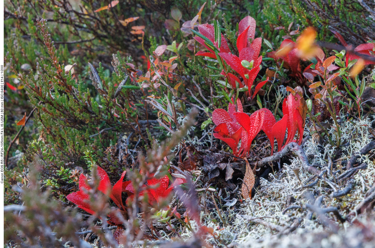 Die Kräuter leuchten