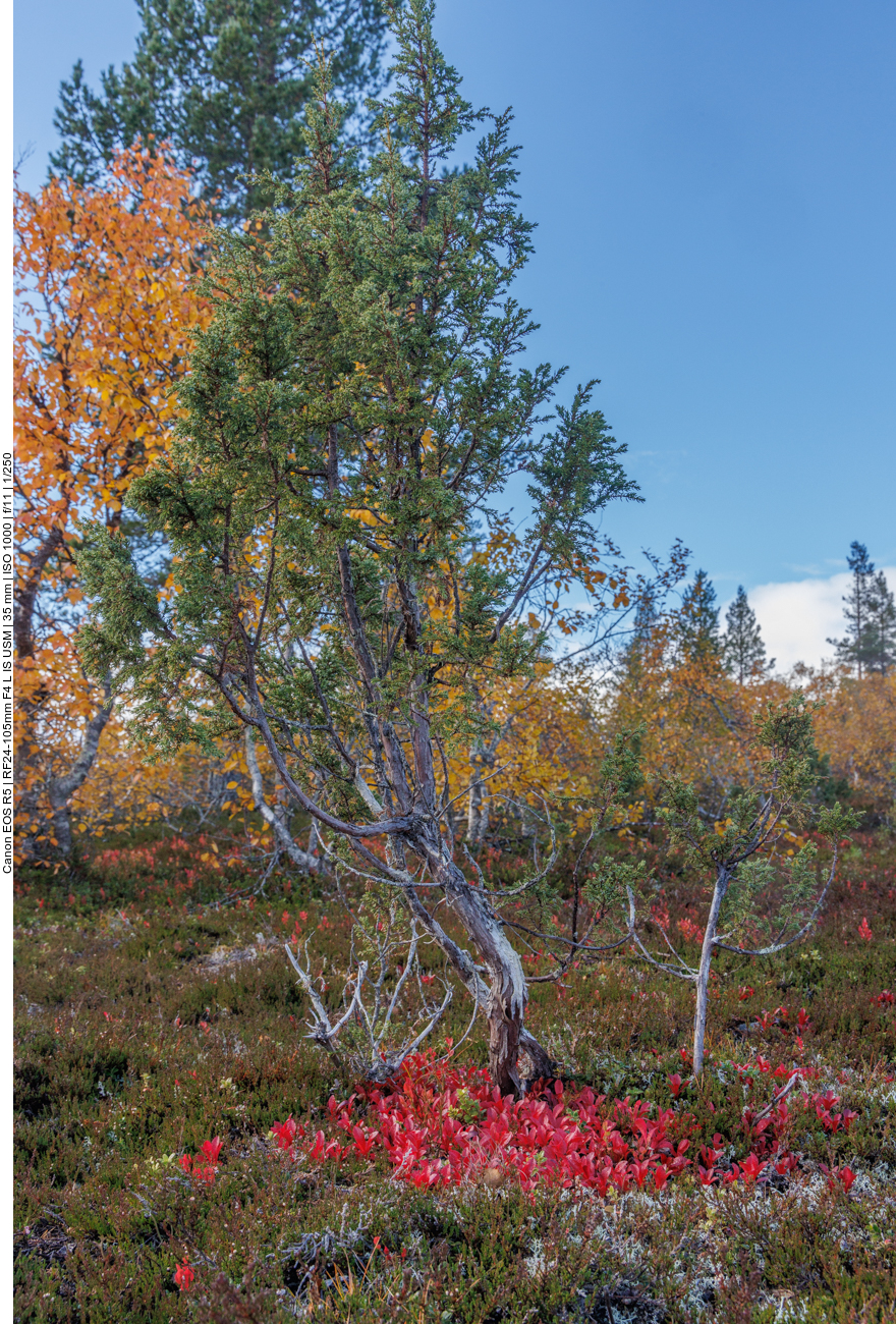 Weiß, ror, grün, gelb, blau, alles dabei