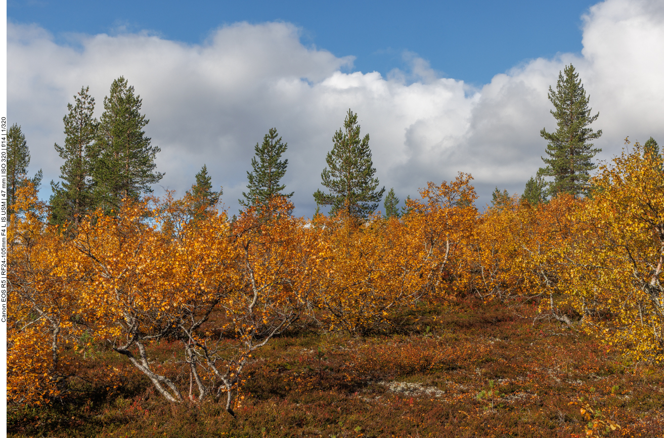Sträucher und Bäume ...