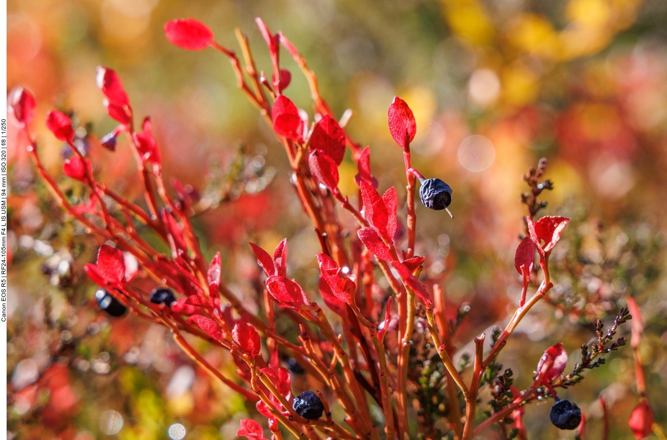 Die Blaubeeren sind vertrocknet