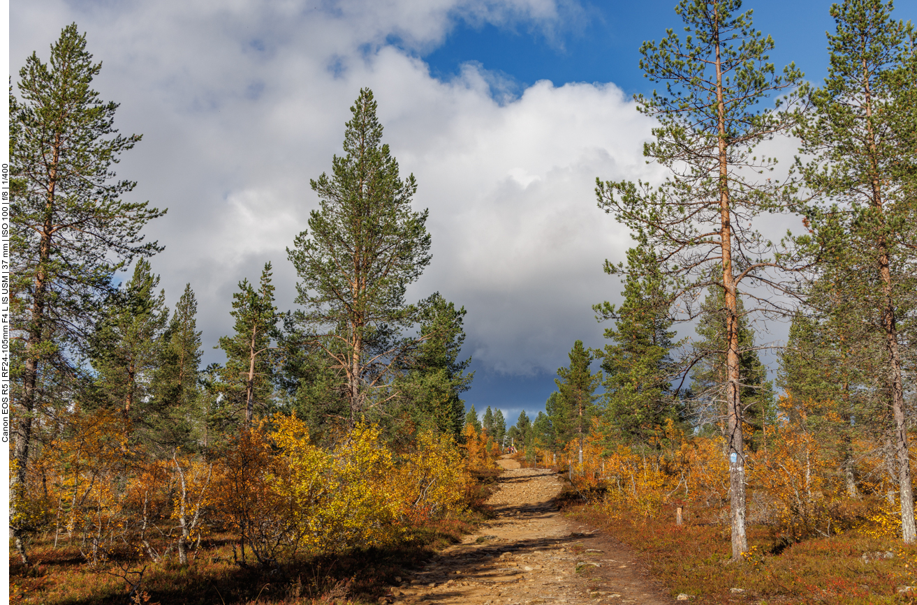 Breiter Waldweg ins Tal