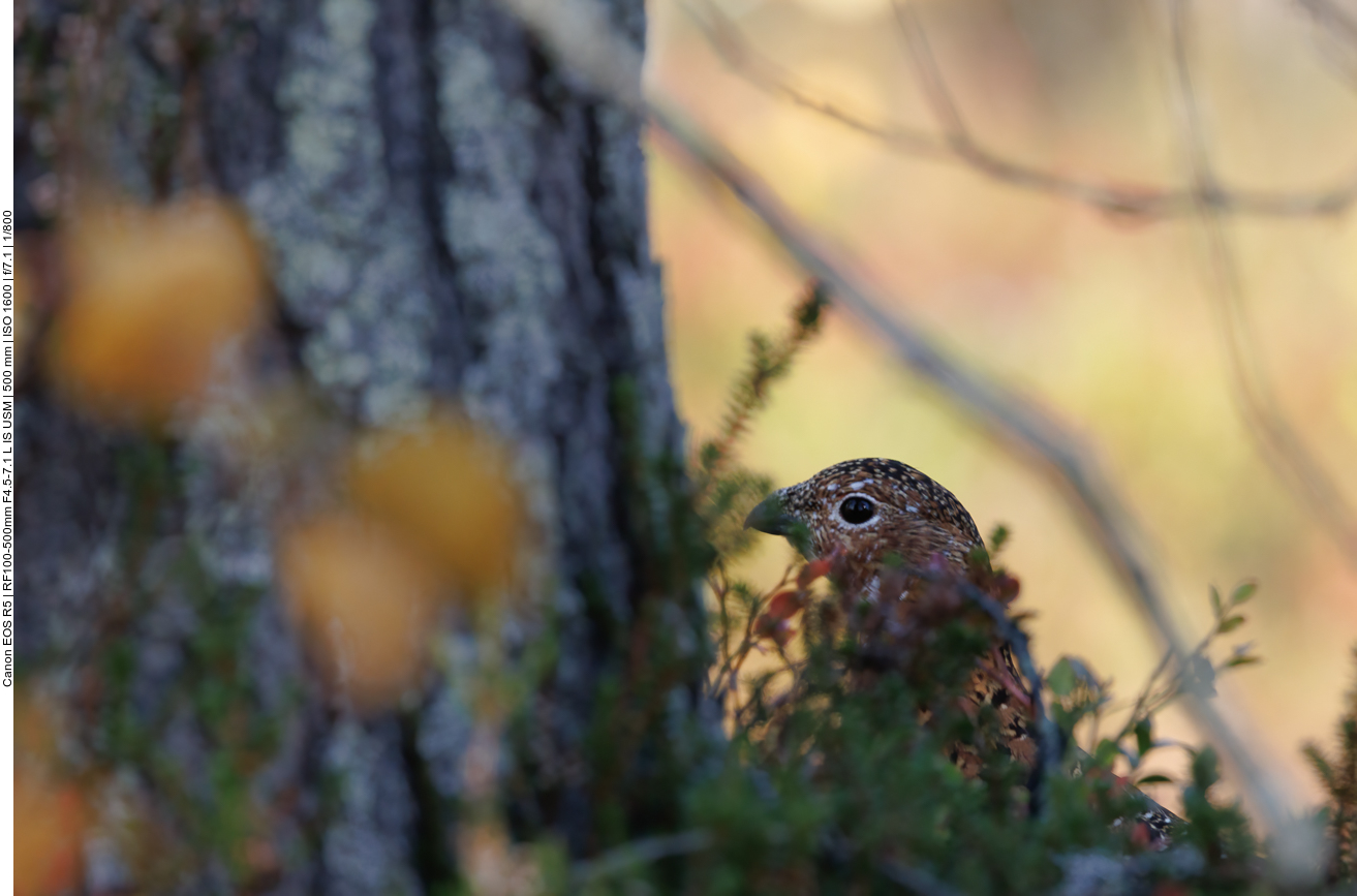 Hier sieht mich niemand ...