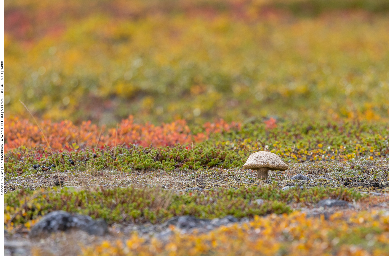 Riesengroße Pilze finden sich überall am Boden