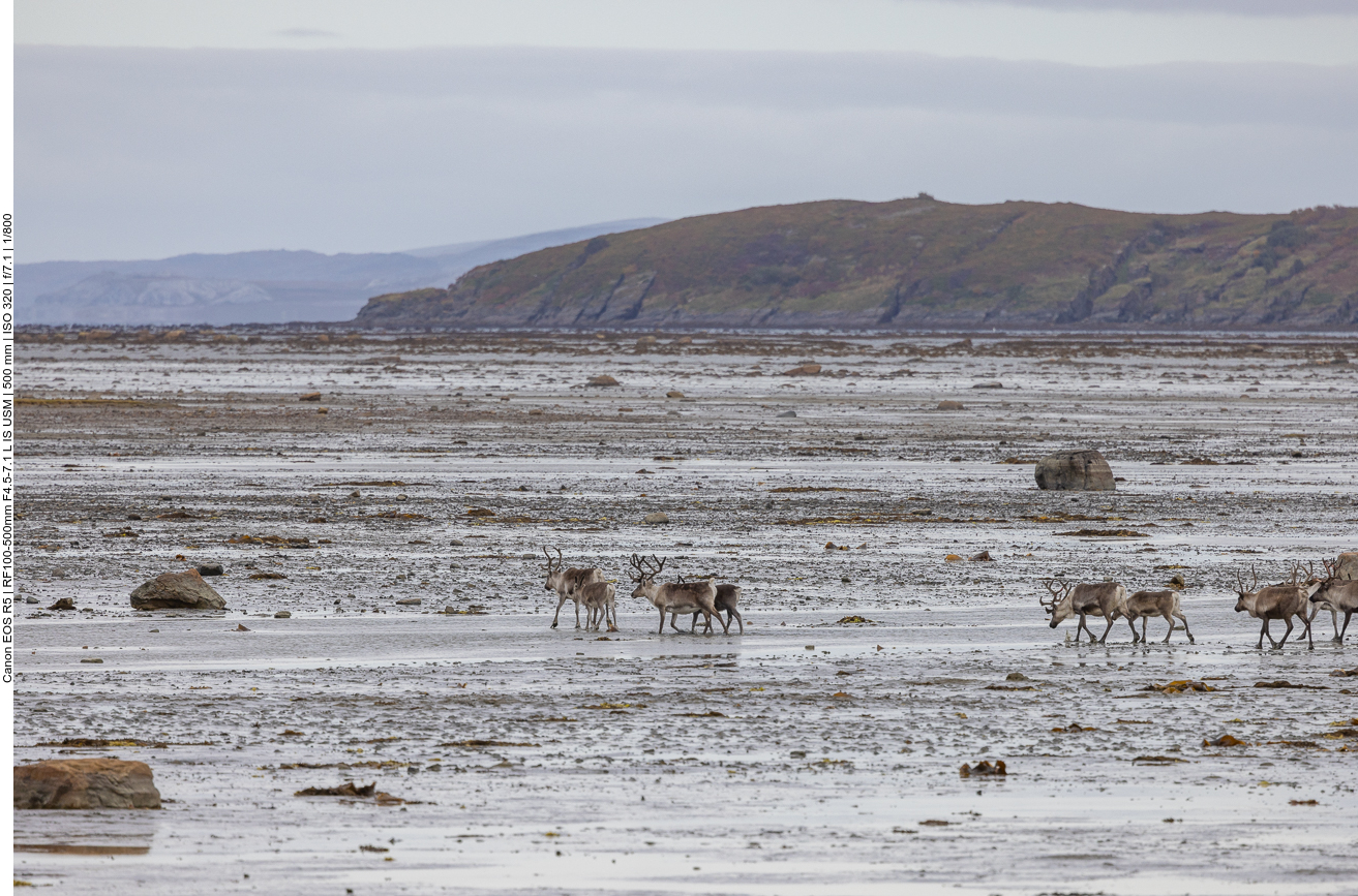 ... und die Herde folgt