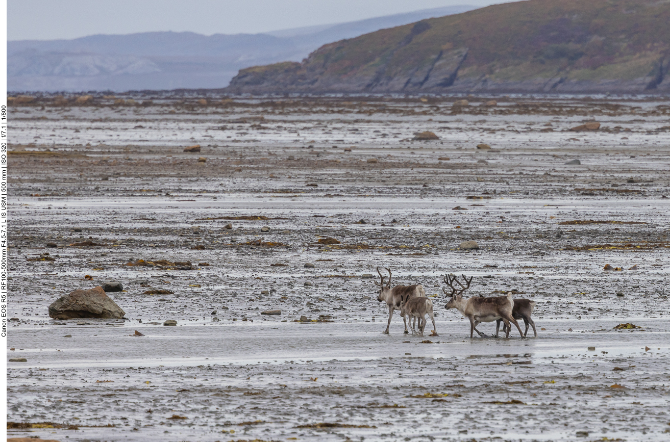 Das Leittier schreitet voran ...