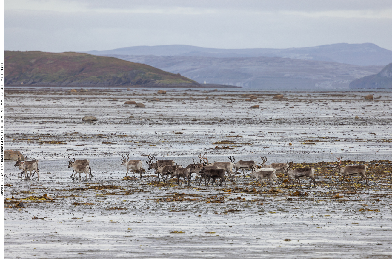 Seltsamer Anblick, Rentiere im Meer