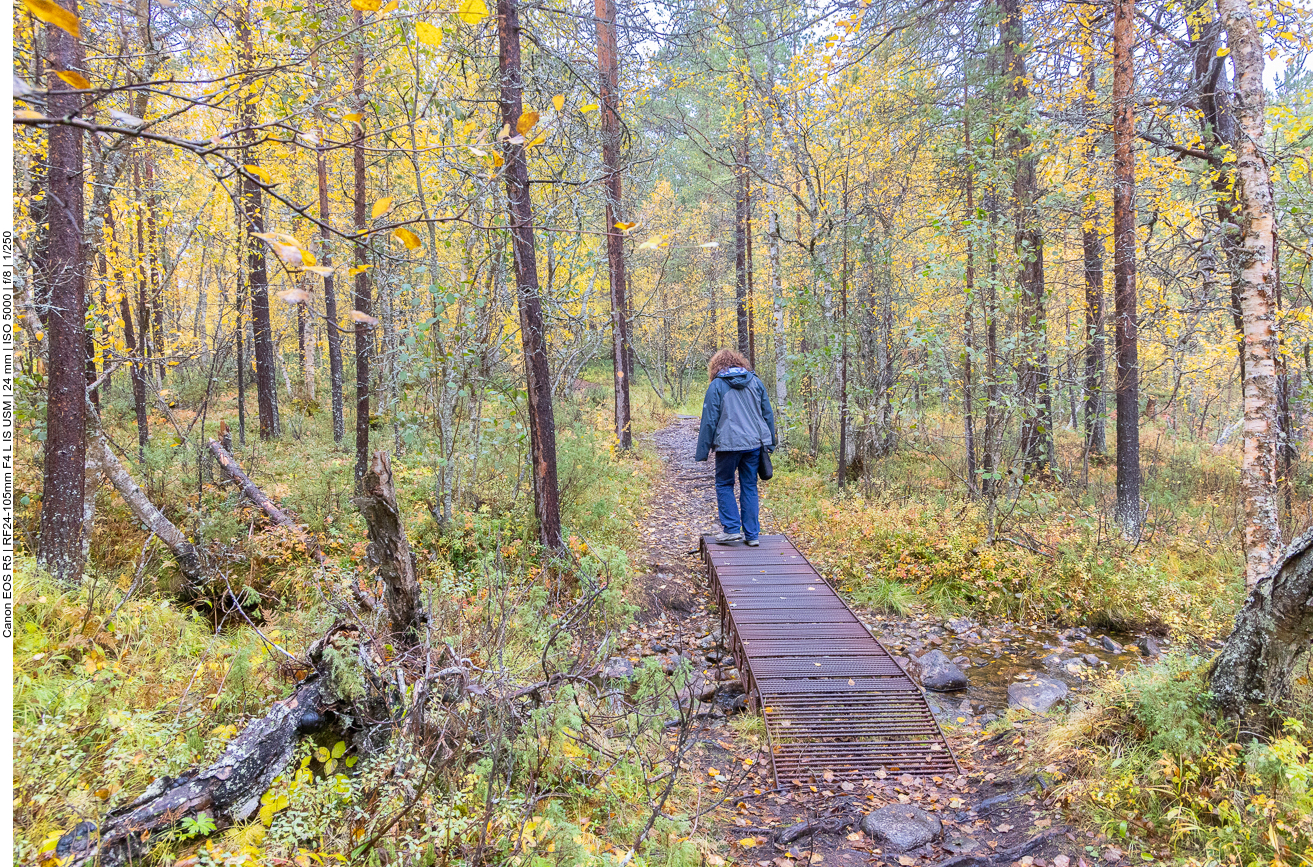Stählerner Holzweg ;-)