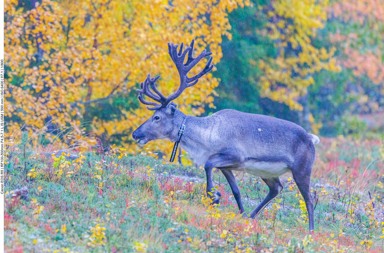 1. Rentier am Wanderweg