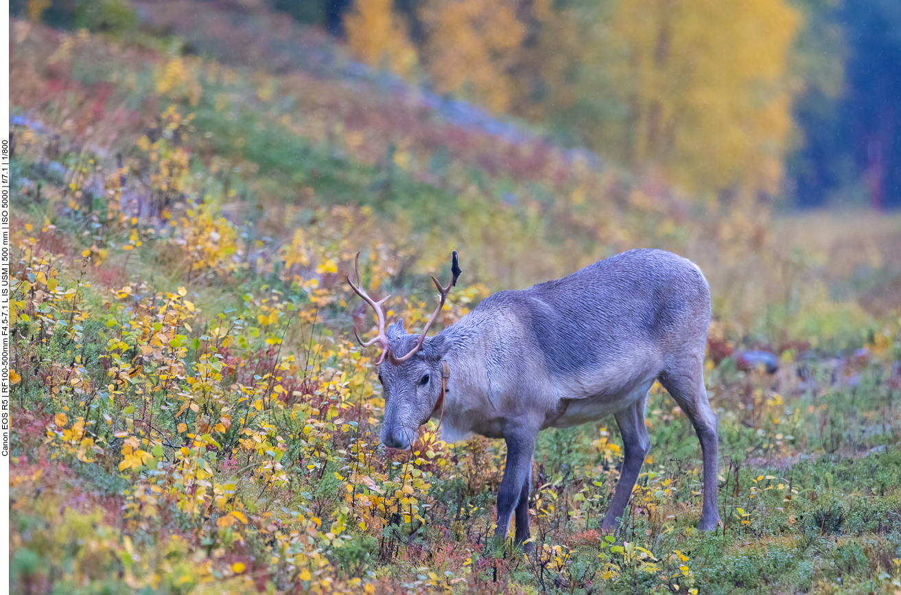 2. Rentier am Wanderweg
