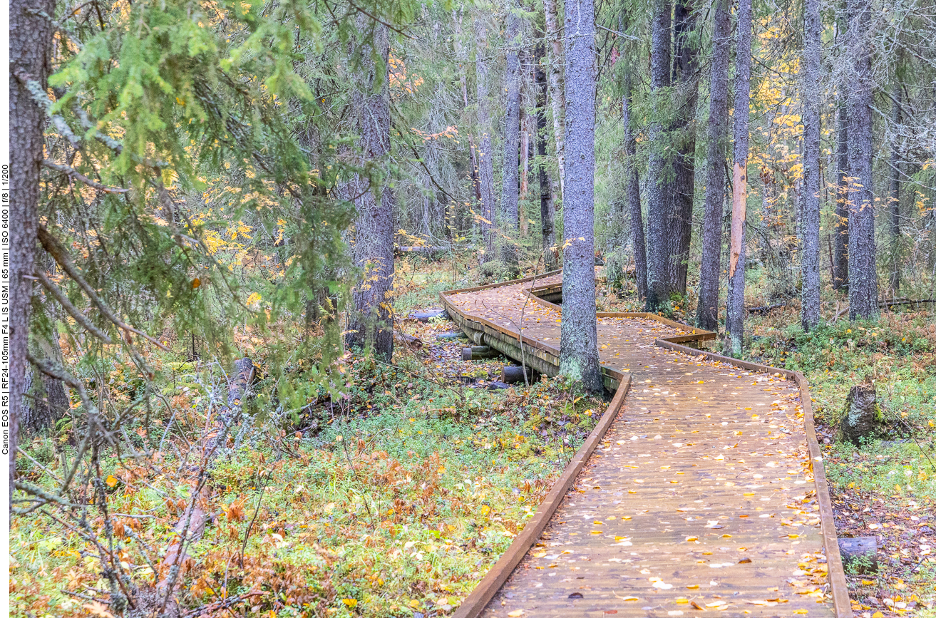Holzbohlenweg durch das Moor